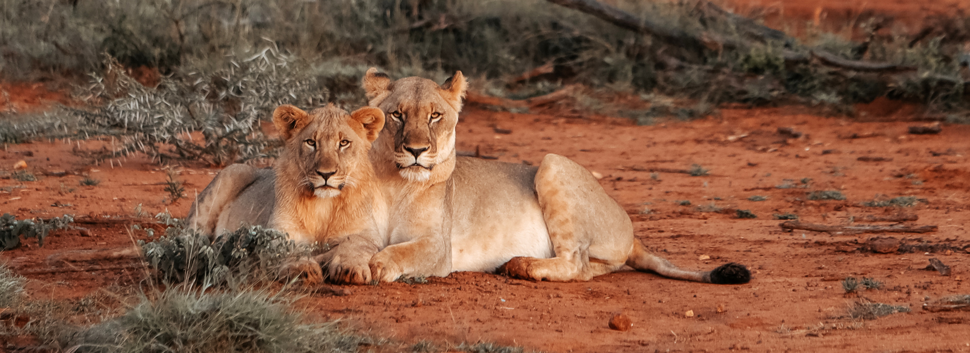 Tsavo East National Park - Mombasa