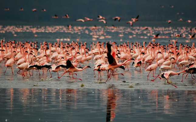 4 Days Tsavo East, Tsavo West and Amboseli Safari