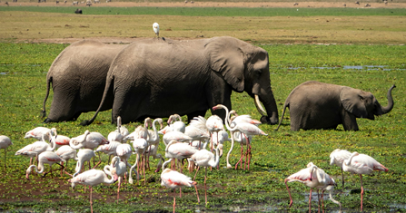 2 Days Lake Nakuru and Lake Naivasha