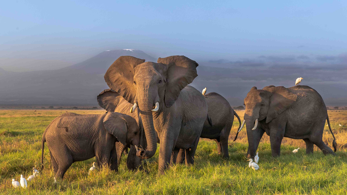 8 Days Amboseli, Lake Nakuru, Maasai Mara And Lake Naivasha Safari