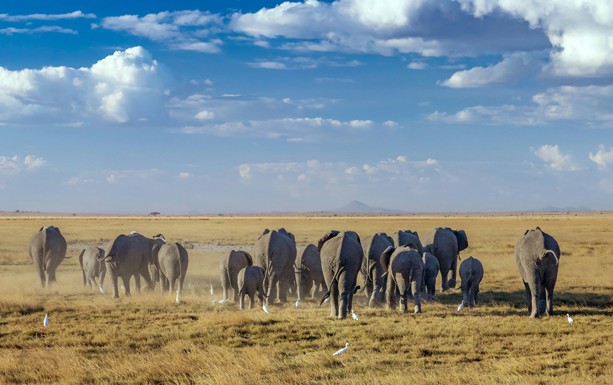 4 Days Tsavo East, Tsavo West and Amboseli Safari