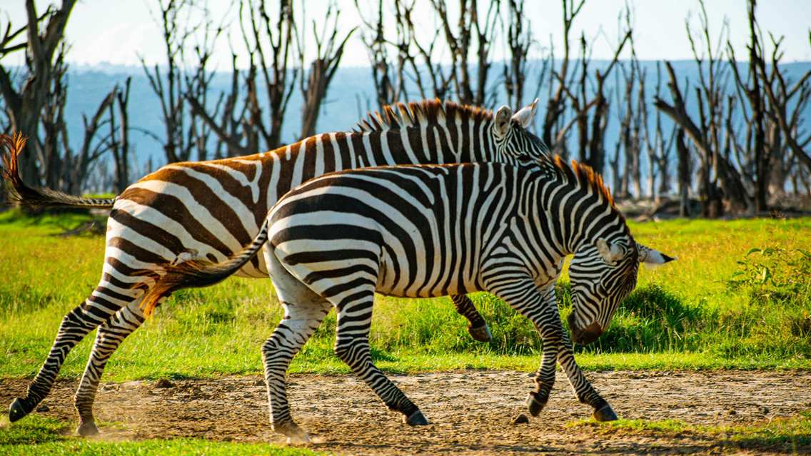 9 Days Amboseli, Lake Nakuru, Lake Bogoria, Maasai Mara and Lake Naivasha Safari