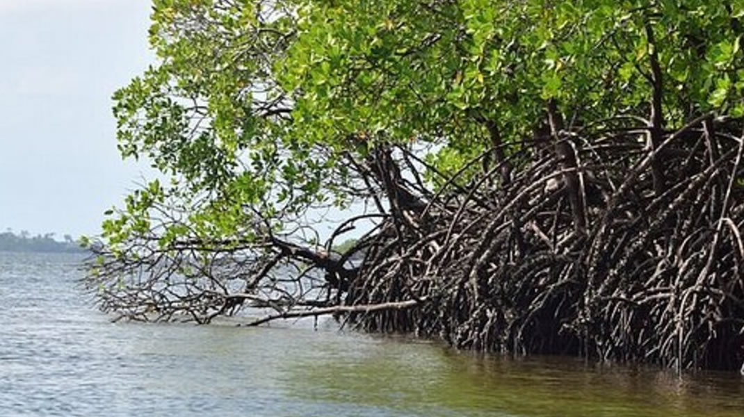 Funzi Island Excursion from Diani Beach