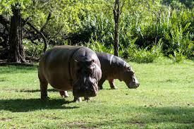 Mombasa City and Haller Park Excursion from Diani Beach