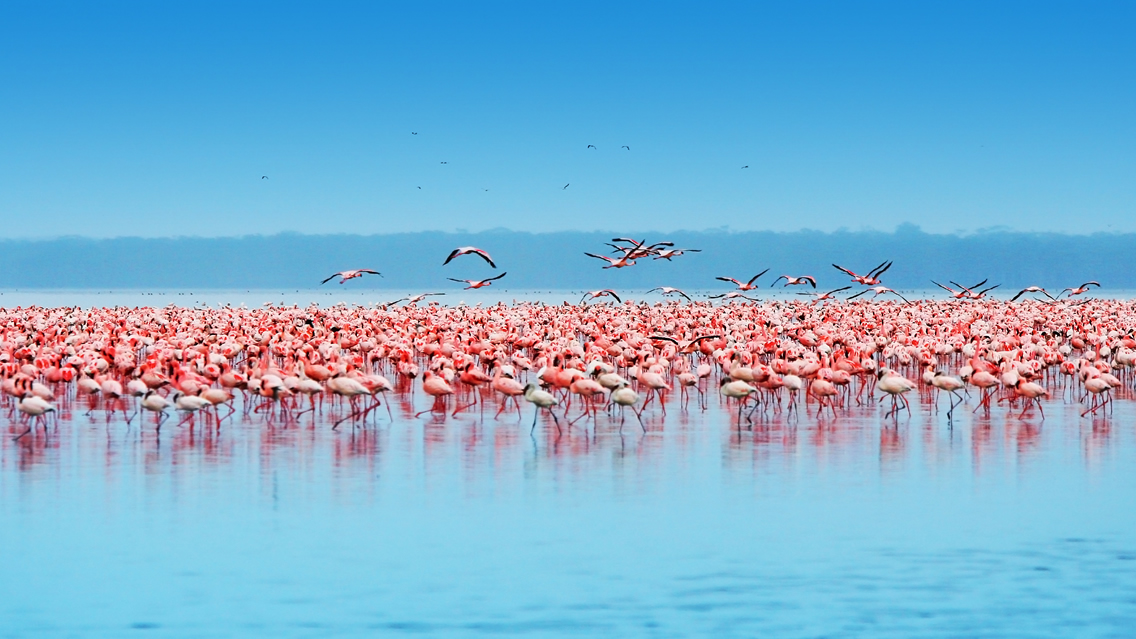 Nairobi – Meru National Park