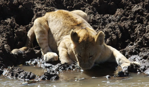 Ngorongoro conservation Area – Serengeti National Park