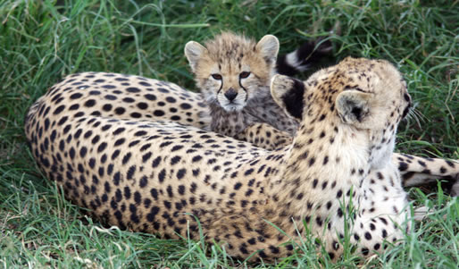 the great migration safari