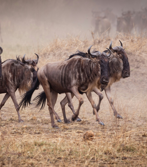 Great Migration