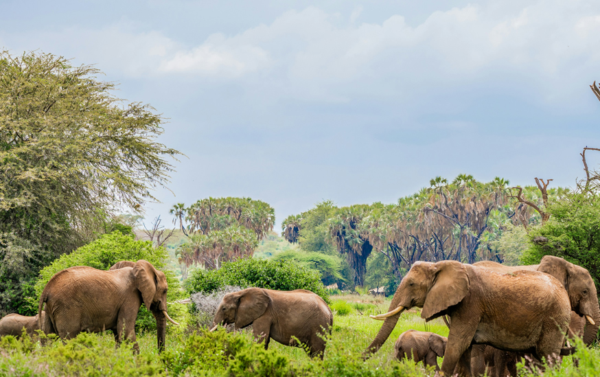 Samburu Game Reserve