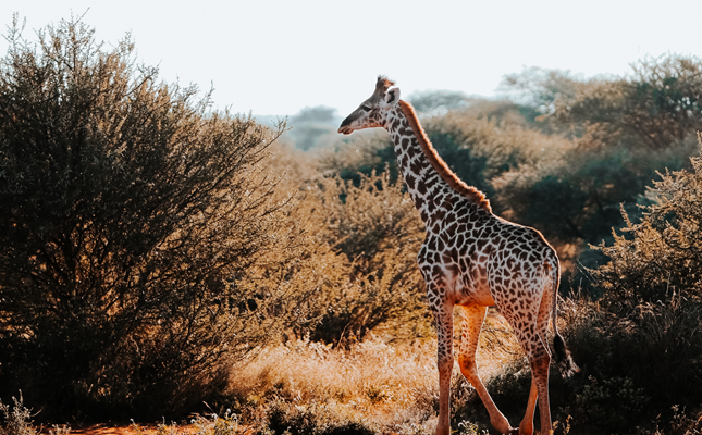 Samburu Game Reserve - Aberdare National Park