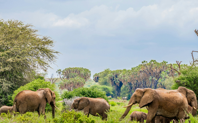 7 Days Samburu , Aberdeare , Lake Nakuru And Maasai Mara Safari