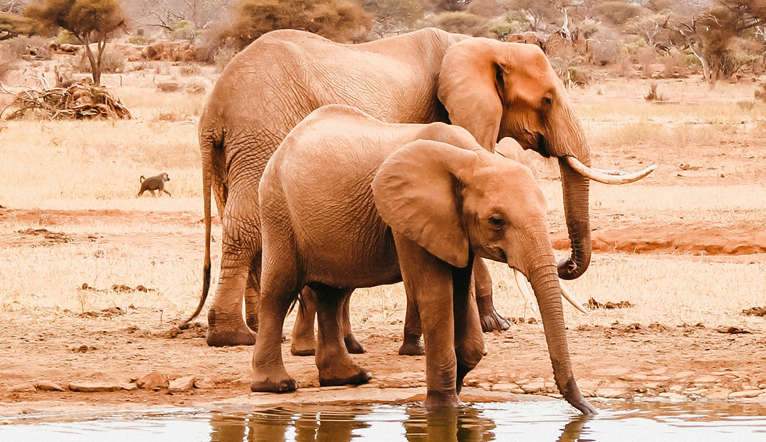 the great migration safari