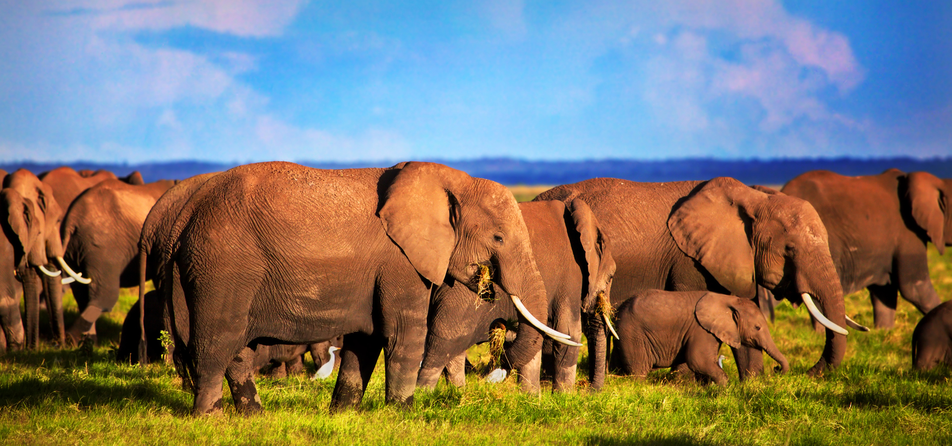 Tsavo West National Park